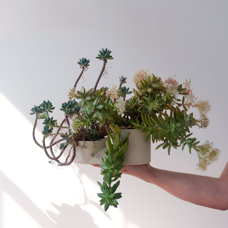 Double Planter - Misewell Pots & Planters - Dune - HORNE