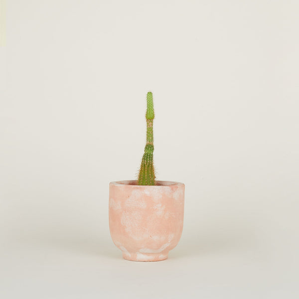 TERRACOTTA FOOTED PLANTER - Small - Small by Hawkins New York