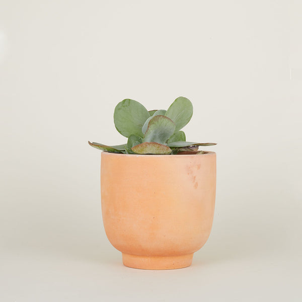 Terracotta Footed Planter - Medium by Hawkins New York