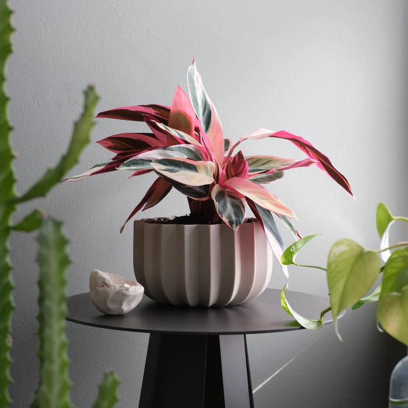 Wrap Planter - Misewell Pots & Planters - dune - 4 inch - HORNE