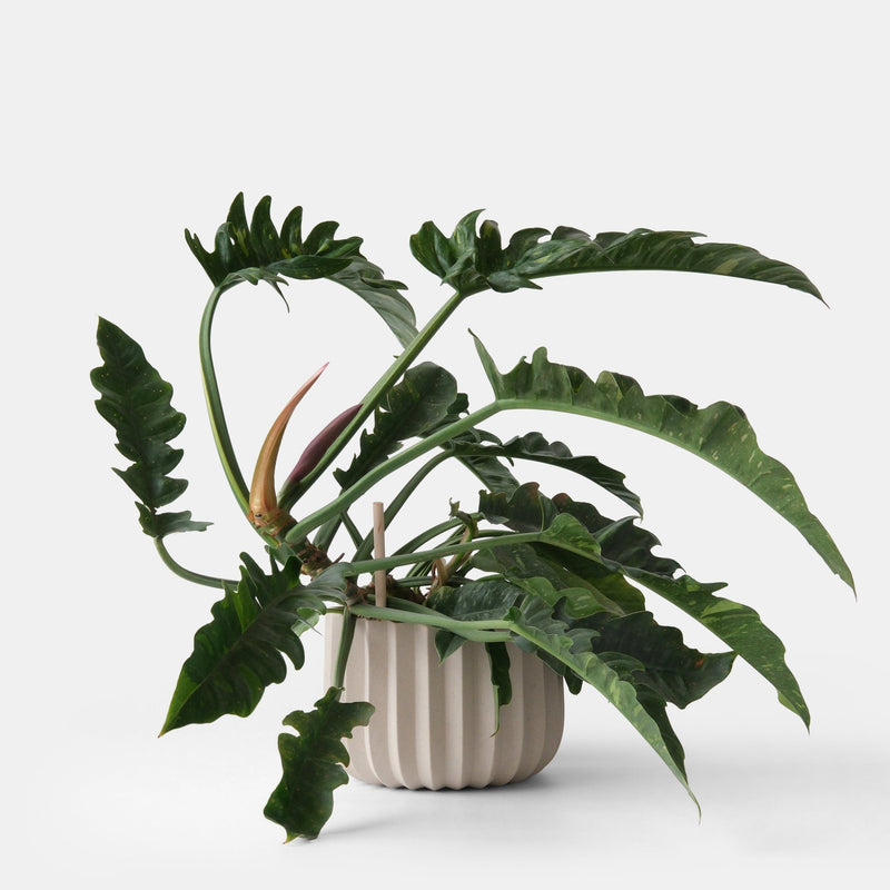 Wrap Planter - Misewell Pots & Planters - dune - 4 inch - HORNE