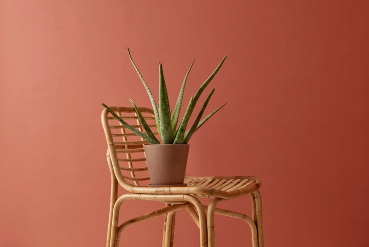 Peak Chair - Cane Line - Chairs - HORNE
